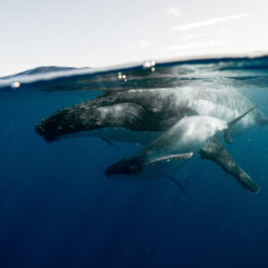 Les baleines de Tahiti