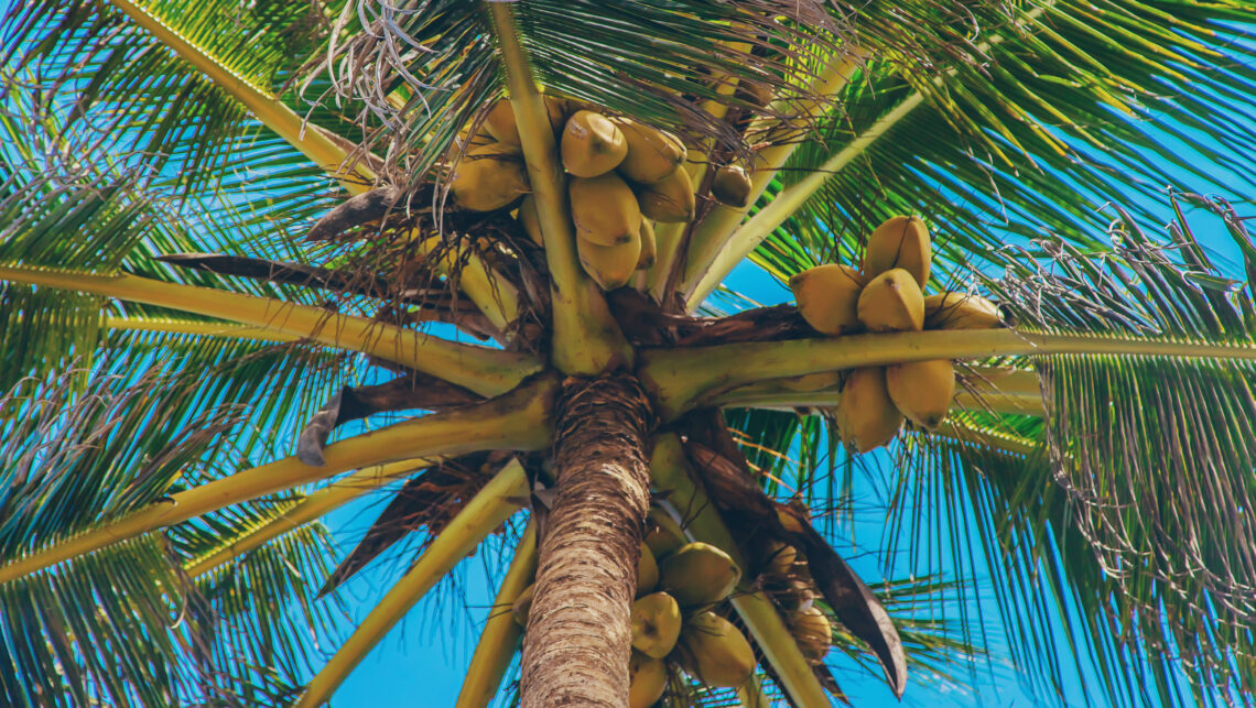 Un cocotier rempli de noix de cocos