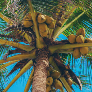 Un cocotier rempli de noix de cocos