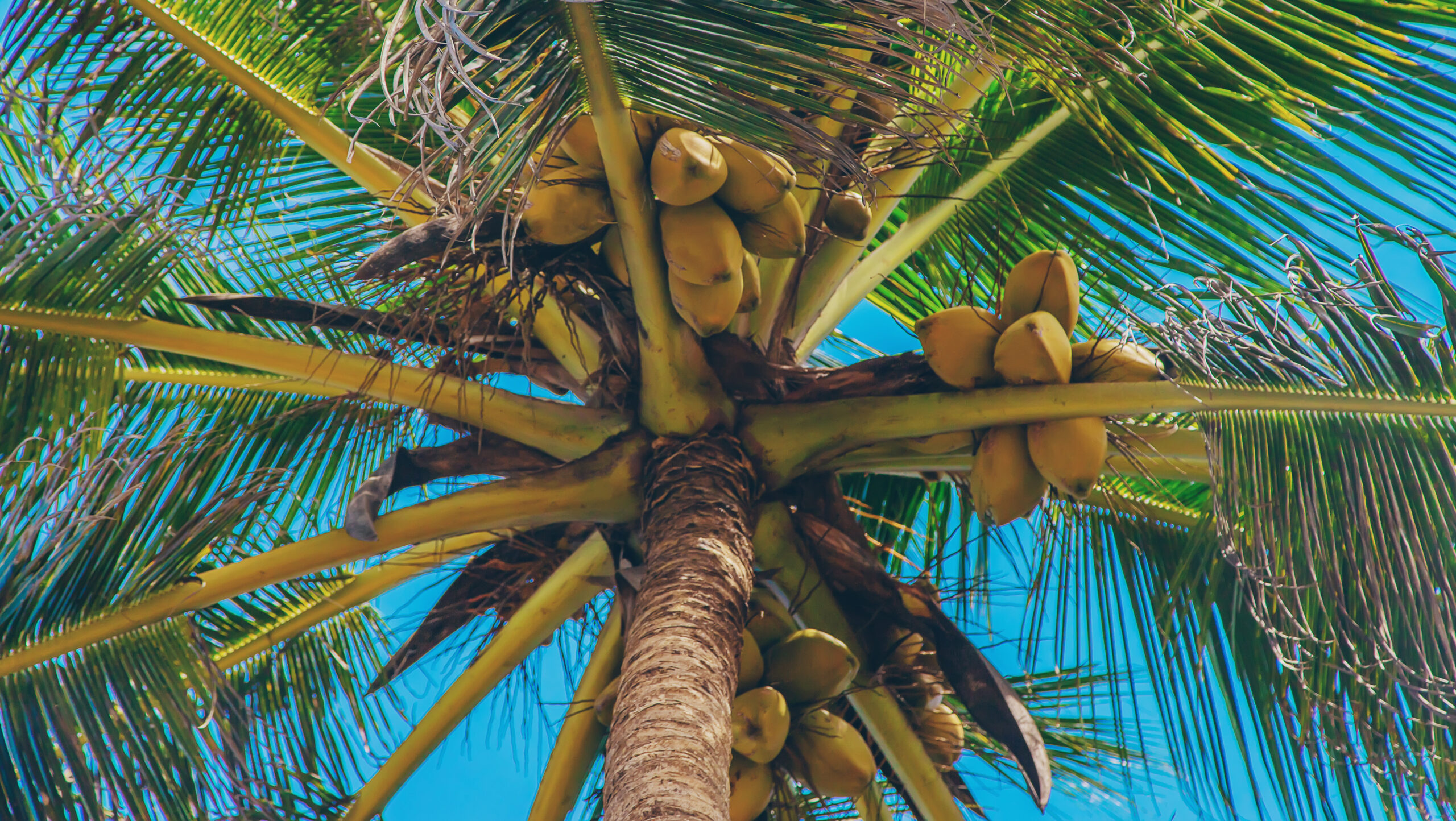 Les chutes de noix de coco en Polynésie