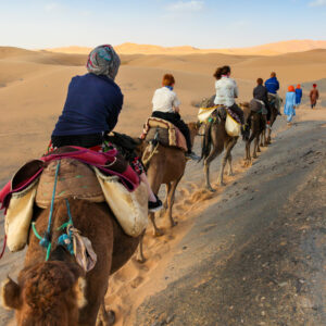 voyage moto tunisie.Chameaux avec leur monture dans le désert