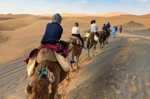 voyage moto tunisie.Chameaux avec leur monture dans le désert