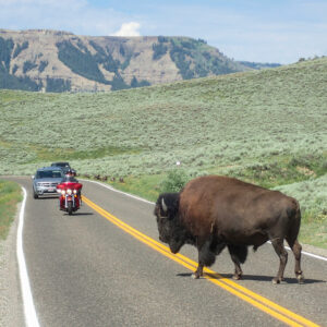 Bison de Yellowstone traversant la route