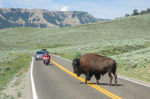 Bison de Yellowstone traversant la route